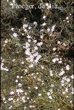 Gypsophila repens