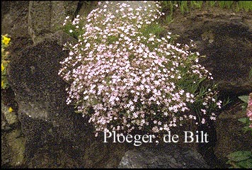 Gypsophila repens 'Rosea'