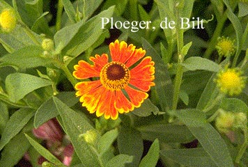 Helenium 'Waltraut'