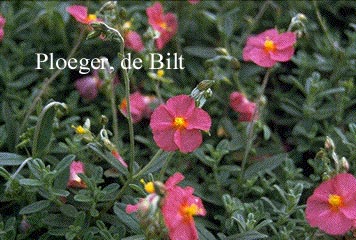 Helianthemum 'Ben Hope'