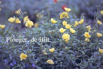 Helianthemum 'Golden Queen'