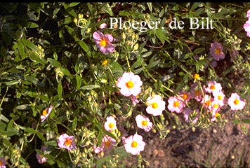 Helianthemum 'Lawrenson's Pink'