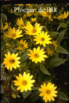 Helianthus 'Lemon Queen'