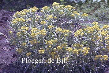 Helichrysum 'Schwefellicht'