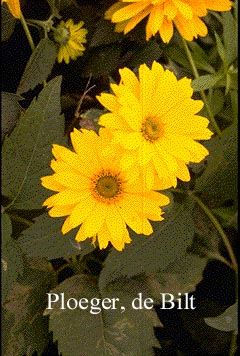 Heliopsis helianthoides 'Venus'