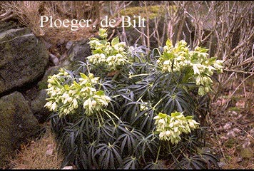 Helleborus foetidus