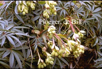 Helleborus foetidus 'Wester Flisk'