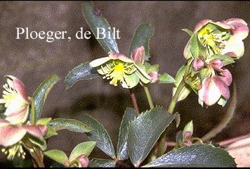 Helleborus sternii