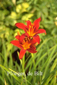 Hemerocallis 'Sammy Russell'