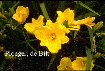 Hemerocallis 'Stella d'Oro'