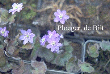 Hepatica nobilis