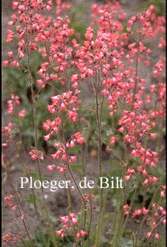 Heuchera brizoides 'Pluie de Feu'