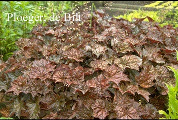 Heuchera micrantha 'Palace Purple'