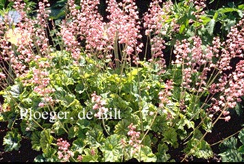 Heucherella alba 'Bridget Bloom'