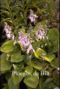 Hosta 'August Moon'