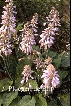 Hosta 'Blue Angel'