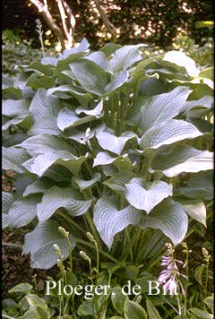 Hosta 'Krossa Regal'