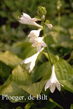 Hosta 'Royal Standard'