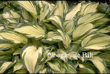 Hosta fortunei 'Albopicta'