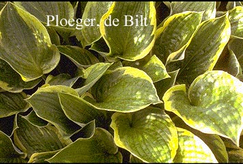 Hosta fortunei 'Aureomarginata'