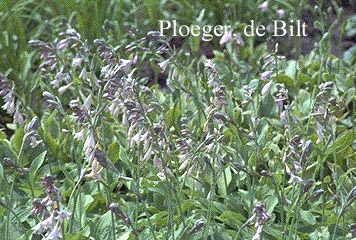 Hosta fortunei 'Hyacinthina'