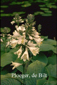 Hosta sieboldiana 'Elegans'