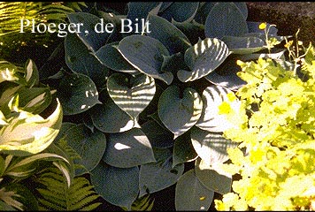 Hosta tardiana 'Hadspen Blue' (71993)