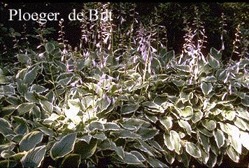 Hosta undulata 'Albomarginata'