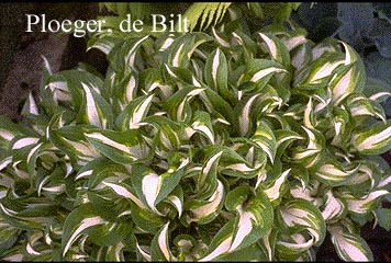 Hosta undulata 'Mediovariegata'