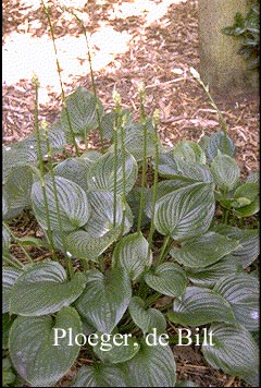 Hosta ventricosa