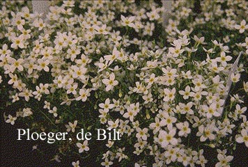 Houstonia caerulea 'Alba'