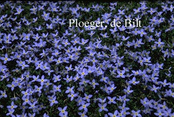 Houstonia caerulea 'Millard's Variety'