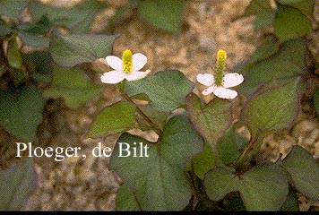 Houttuynia cordata