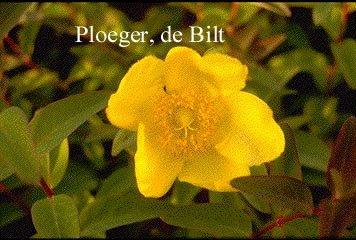 Hypericum 'Hidcote'