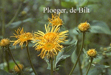 Inula orientalis