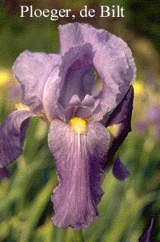 Iris germanica 'Empress of India'
