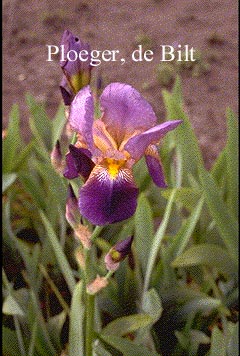 Iris germanica 'Lent A. Williamson' (72033)
