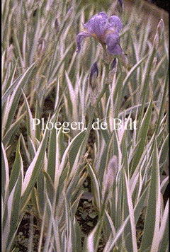 Iris pallida 'Variegata'