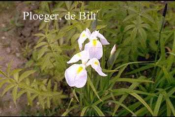 Iris sibirica 'White Swirl'