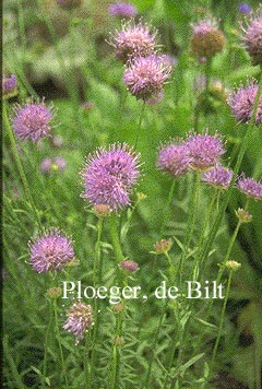 Jasione laevis 'Blaulicht' (72060)