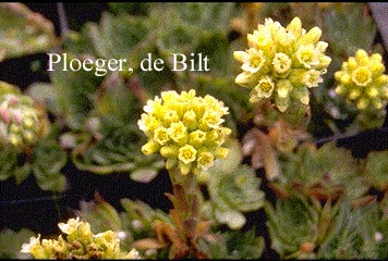 Jovibarba heuffelii