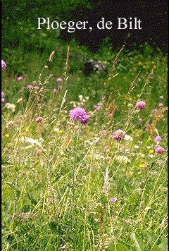 Knautia arvensis