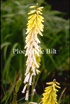 Kniphofia 'Little Maid'