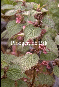 Lamium orvala