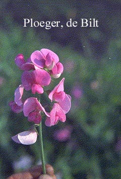 Lathyrus latifolius 'Pink Pearl'