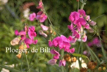 Lathyrus latifolius 'Red Pearl'