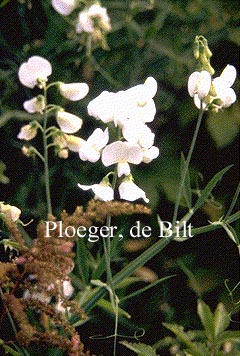 Lathyrus latifolius 'White Pearl'