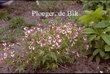 Lathyrus vernus 'Alboroseus'