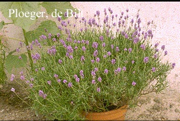 Lavandula angustifolia 'Dwarf Blue' (72092)