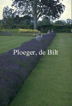 Lavandula angustifolia 'Hidcote'